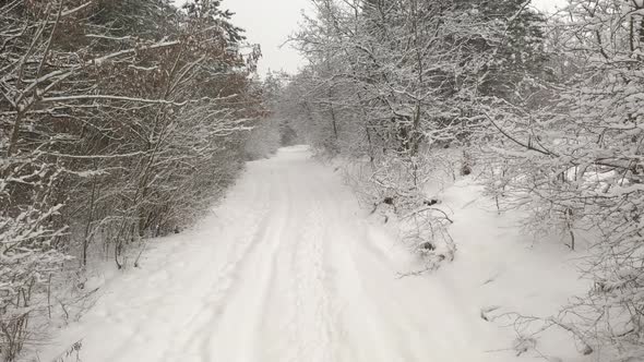 Snowed path leads through the woods 4K drone video