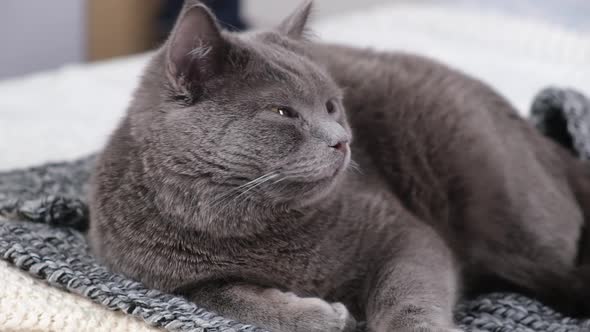 The Grey Cat Chartreuse Sleeps Lightly on Bed