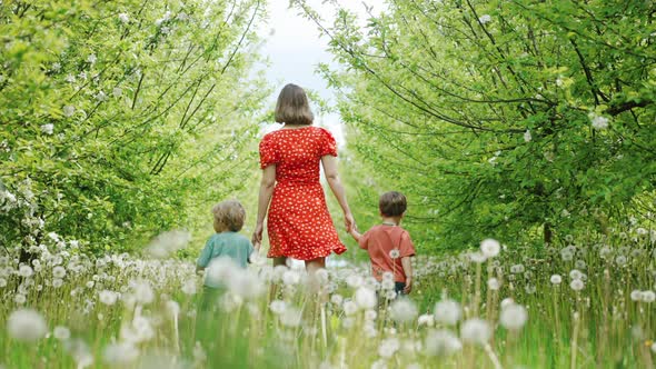 Toddler Boys with Mother Walking in Dandelions Between Blooming Apple Trees