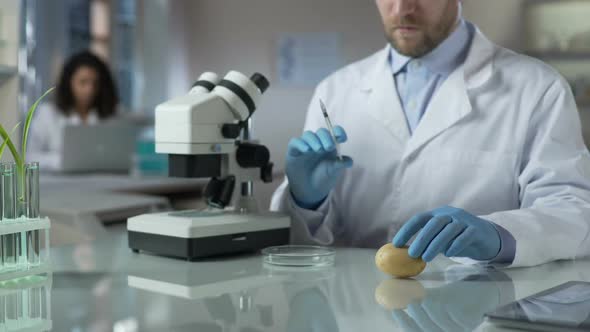 Agronomists in Laboratory Breeding New Varieties of Potatoes, Doing Experiments