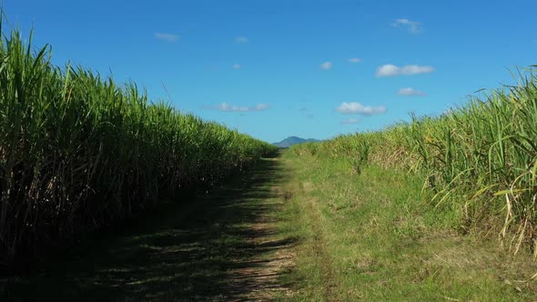 Sugar Cane Fileds Plantation at Caribbean Countryside Agriculture Concept