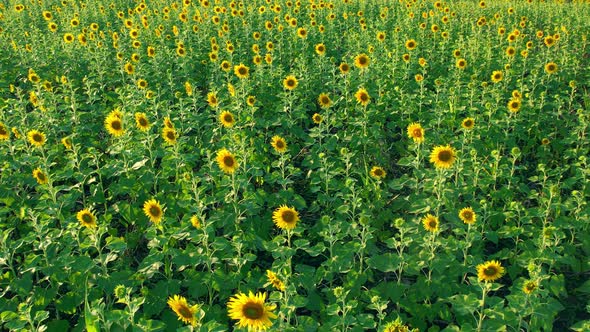 4K Beautiful aerial view of sunflowers, sunflowers blooming in the wind