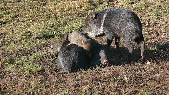 The Boar Family