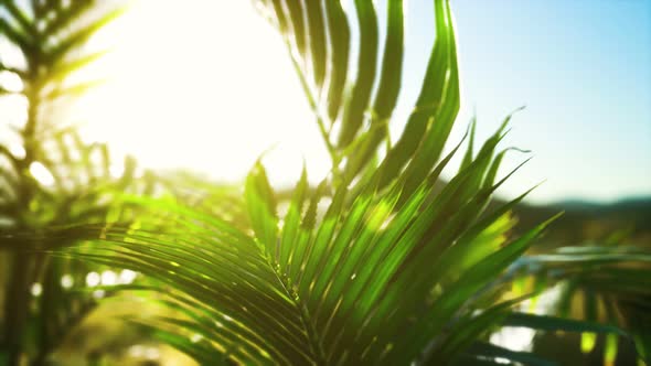 Sunlight Through the Leaves of Palm Trees