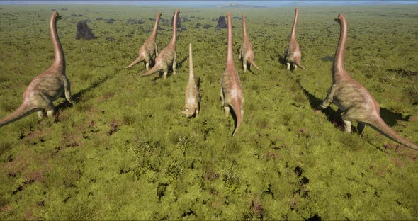 Brachiosaurus Herd Sauropod Walking in Search of Food