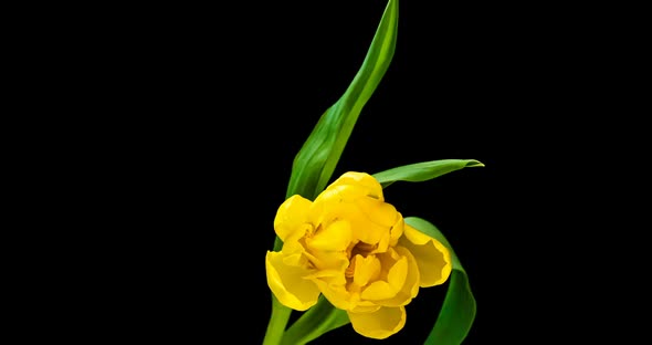 Yellow Tulip Opening Time Lapse on Black Background