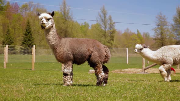 Couple of Alpacas Roaming in Field