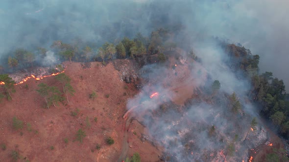 Firefighters Extinguishing The Forest Fire