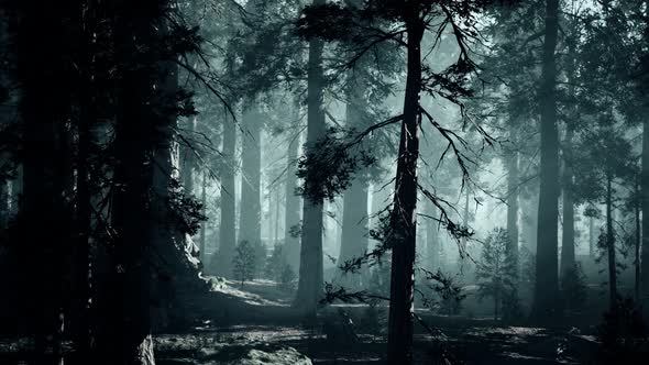 Black Tree Trunk in a Dark Pine Tree Forest alt