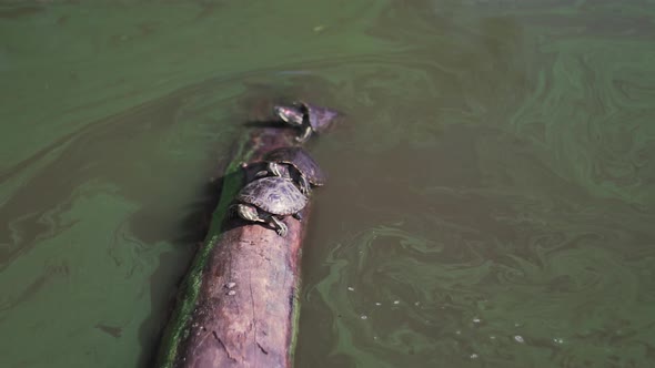 Funny Scene With Turtles on Boulder in Pond of Central Park, New York City USA