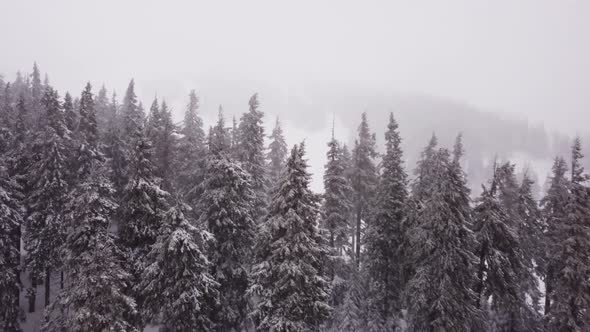 Winter forest and mountains from air. Winter landscape. aerial drone shot. snowfall