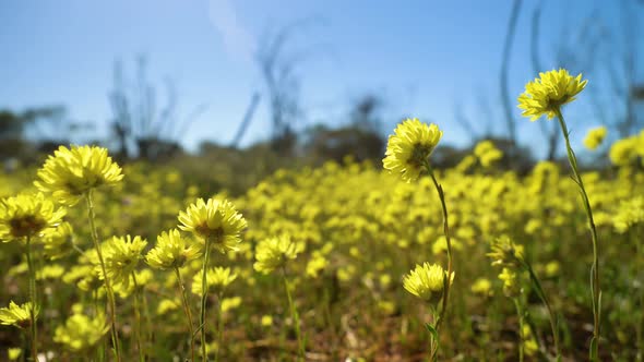 Pan across field of yellow native wildflowers swaying gently, Western Australia