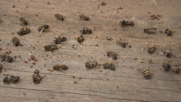 Bee mortality. A lot of dead worker honey bees close up. Pesticide poisoning, Bacterial diseases
