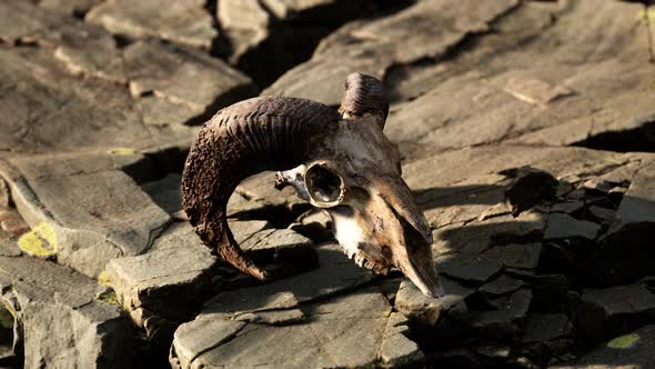 Dry Goat Skull Bone on Stones Under Sun