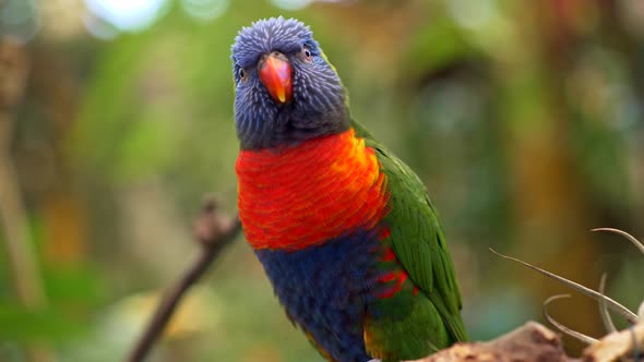 Motley Colored Rainbow Lorikeet Parrot Looking and Crying While Sitting on a Branch of a Tree 