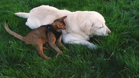 Pet Friends Labrador Retriever Dog Together with Abyssinian Cat on Green Grass