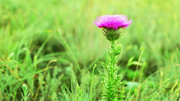 Prairie Grass and Thistle