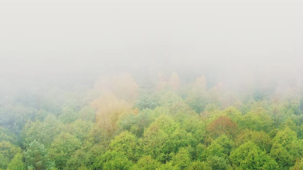 Aerial View  Flight Above Amazing Misty Forest Landscape
