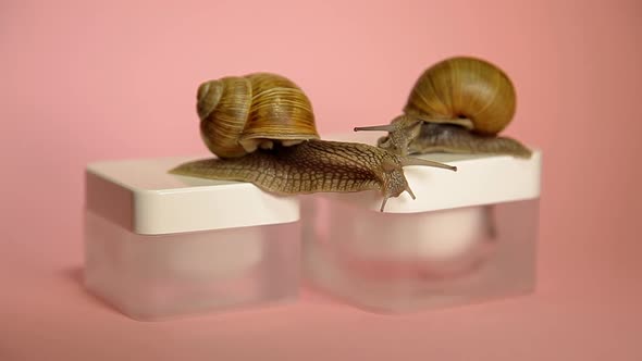 Two Snails Crawling in a Jar of Cream. Snail Slime Cream