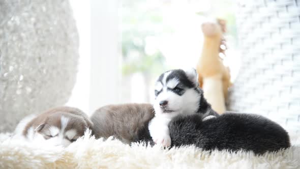 Cute Siberian Husky Puppies Playing In A Room