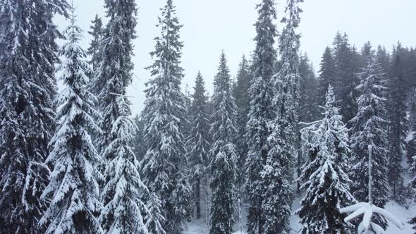 Winter forest and mountains from air. Winter landscape. aerial drone shot. snowfall