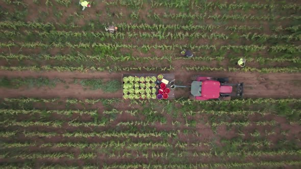 Ascending aerial view of corn harvesting in fields with workers and tractor pulling corn wagon.