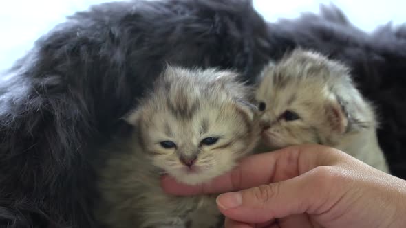 Asian Woman Hand Petting A New Born Kittens Under Sunlight