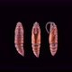 Pupa Insecta Manduca Sexta Family Sphingidae Species of Butterflies Pests of Tobacco Plants - VideoHive Item for Sale
