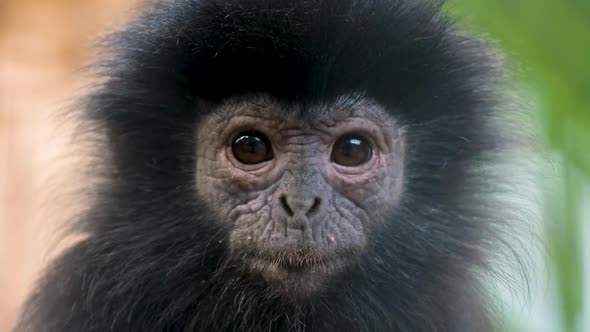 Cute Adorable Wrinkled Black Furred Face of Javan Surili Monkey Looks at Camera