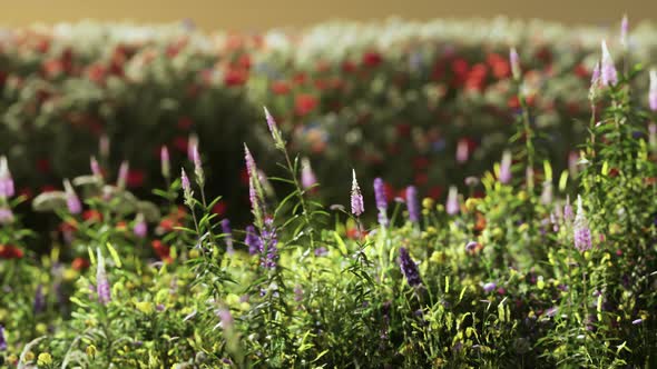 Field with Flowers During Summer Sundown