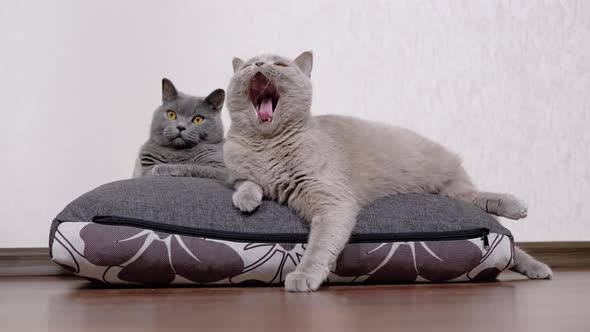 Two Yawning Sleepy Gray Fluffy Cats Lie on a Soft Pillow Hugging