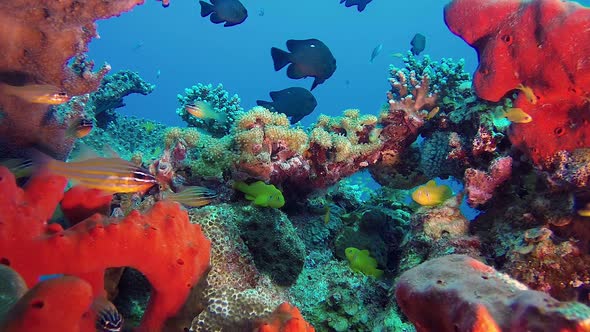 Colorful Tropical Fishes and Corals