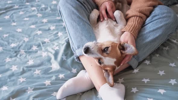 Young Loving Girl Blue Jeans and White Socks Stroking Caressing Small Jack Russell Dog with Her Hand