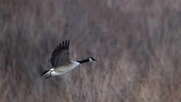 Cinemagraph of a Canada goose frozen in mid flight as the backgroundes by