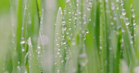 Green Grass Closeup Super Macro Shooting