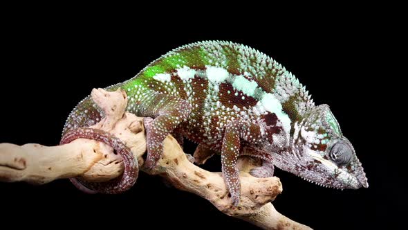 Chameleon On A Branch