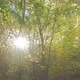 The sunset shines through the forrest - VideoHive Item for Sale