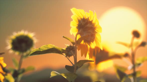 Big Beautiful Sunflowers at Sunset