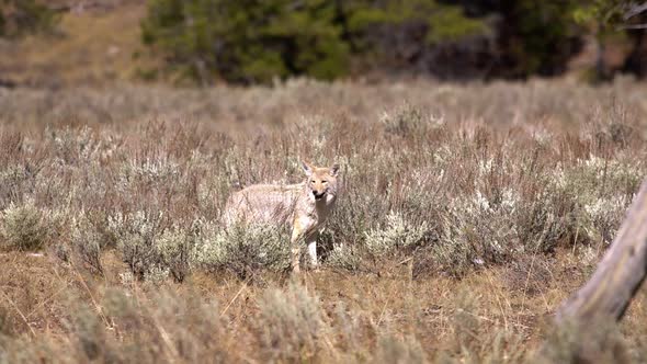 Coyote looking through the brush and grass while it is hunting