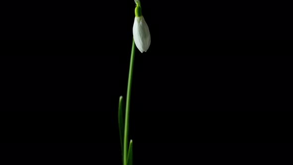 Snowdrop Flower Blossom Timelapse on Black 2
