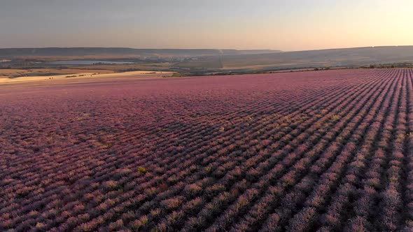 Flight Over Big Hill of Lavender Meadow at Sunset