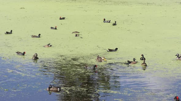 Wading Birds In A Pond