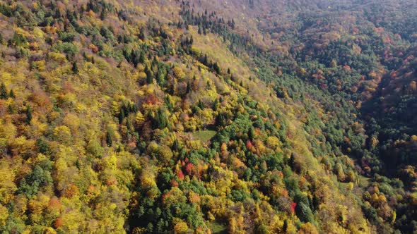 Autumn in the mountain forest. Autumn colors in forest aerial view.