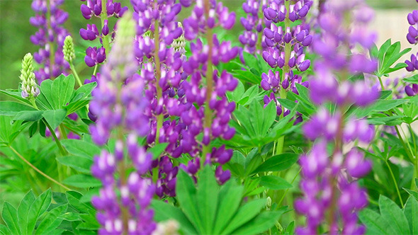 Lupine