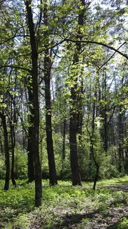 Vertical Video of Green Forest During the Day