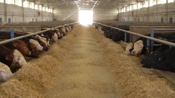 Cattle breeding, herd of cattle consuming feed on the farm.