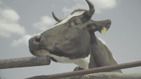 Cow Cows on the Farm. Agriculture.