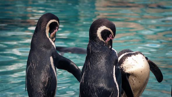 Penguins At The Zoo