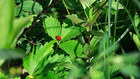 Ladybug in the Grass