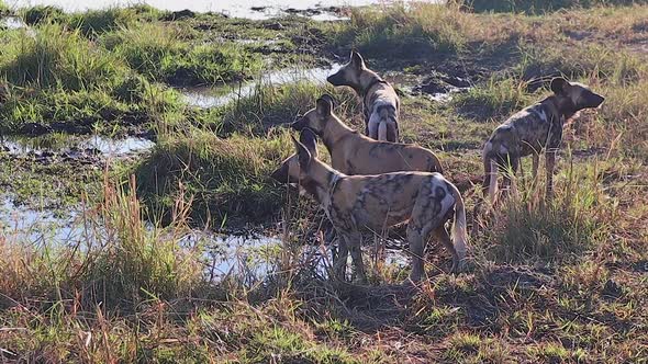 Pack of African Wild Dogs pause while drinking to scan surroundings